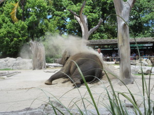 Elephant applying dust 'sun screen'