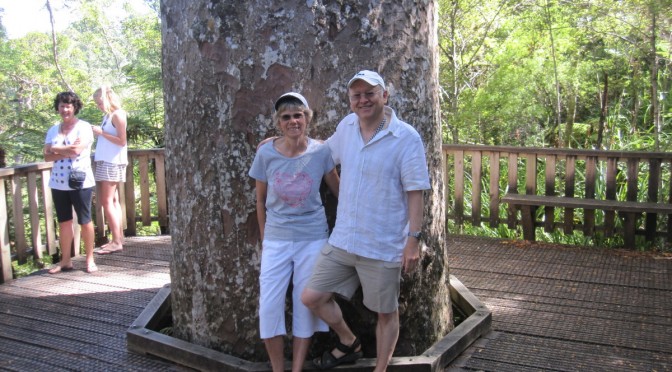 A 600 Year Old Kauri Tree