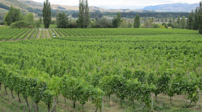 Central Otago Wine Tasting