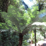 Silver Fern in the Botanic Gardens