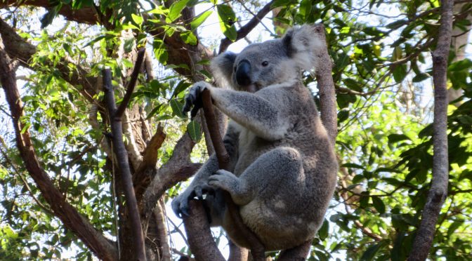 Currumbim Koalas