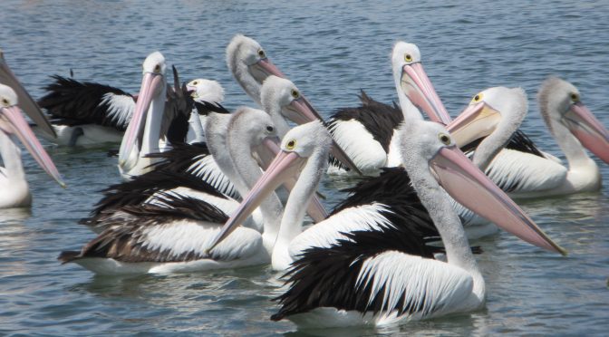 Pelican Lunchtime!