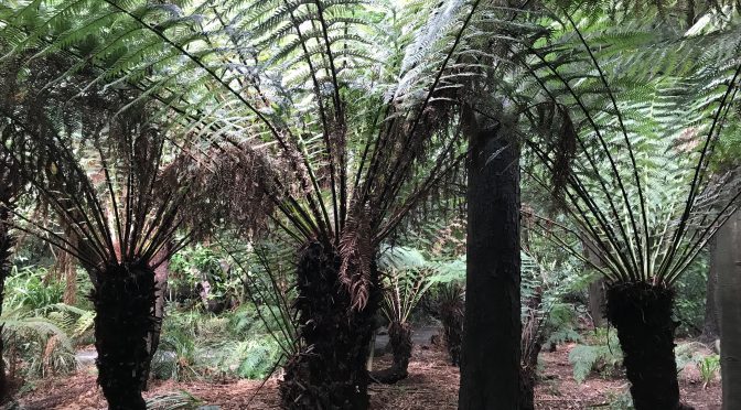 Silver Ferns in the Botanical Garden