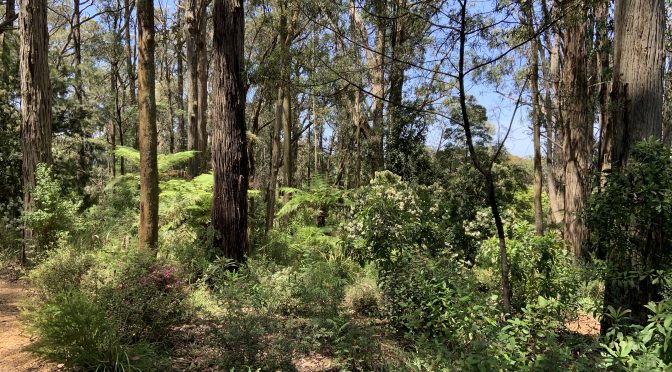 Karwarra Australian Native Botanic garden